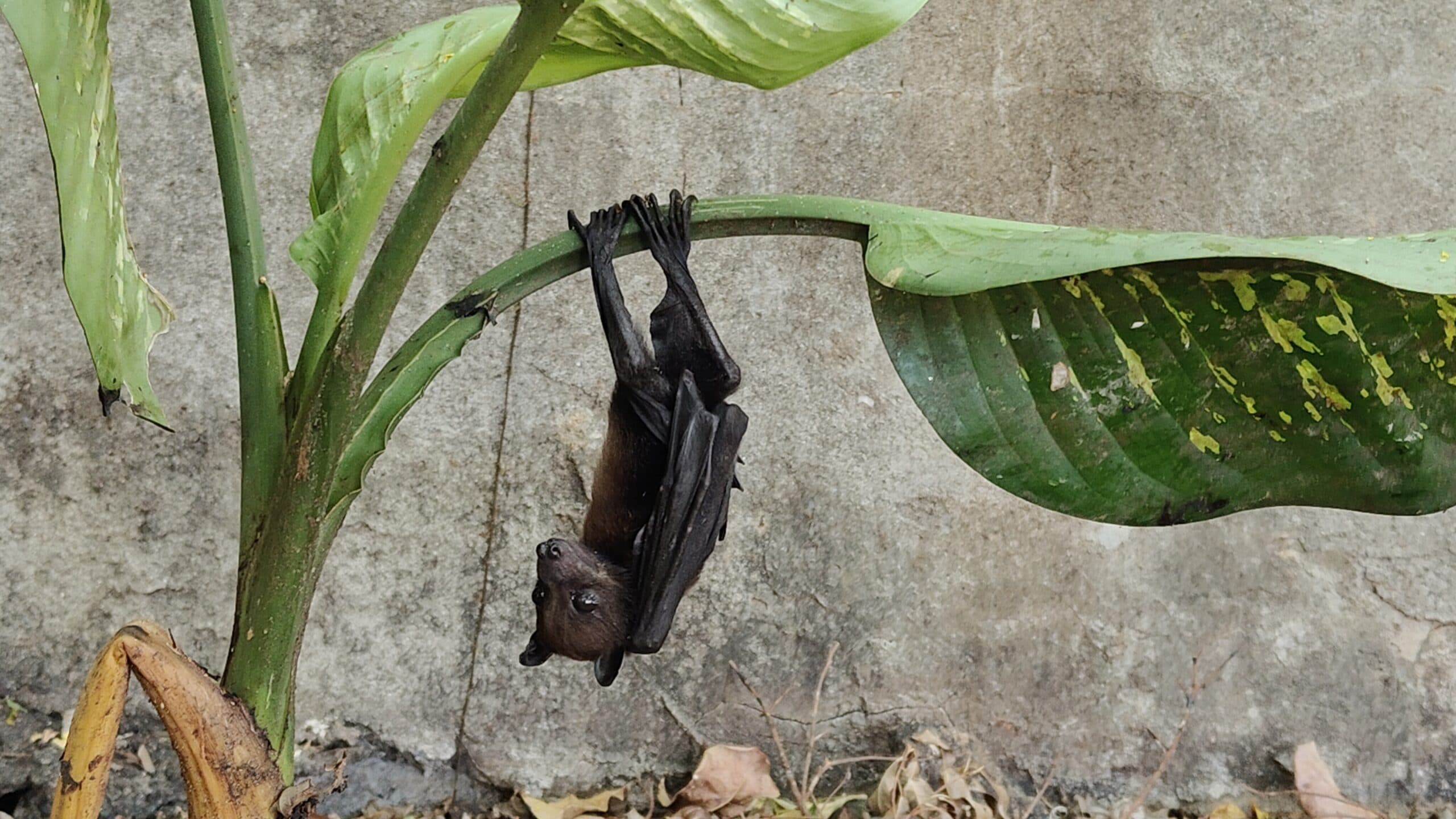 March 2025 Bat Count | Sulu Garden Foundation