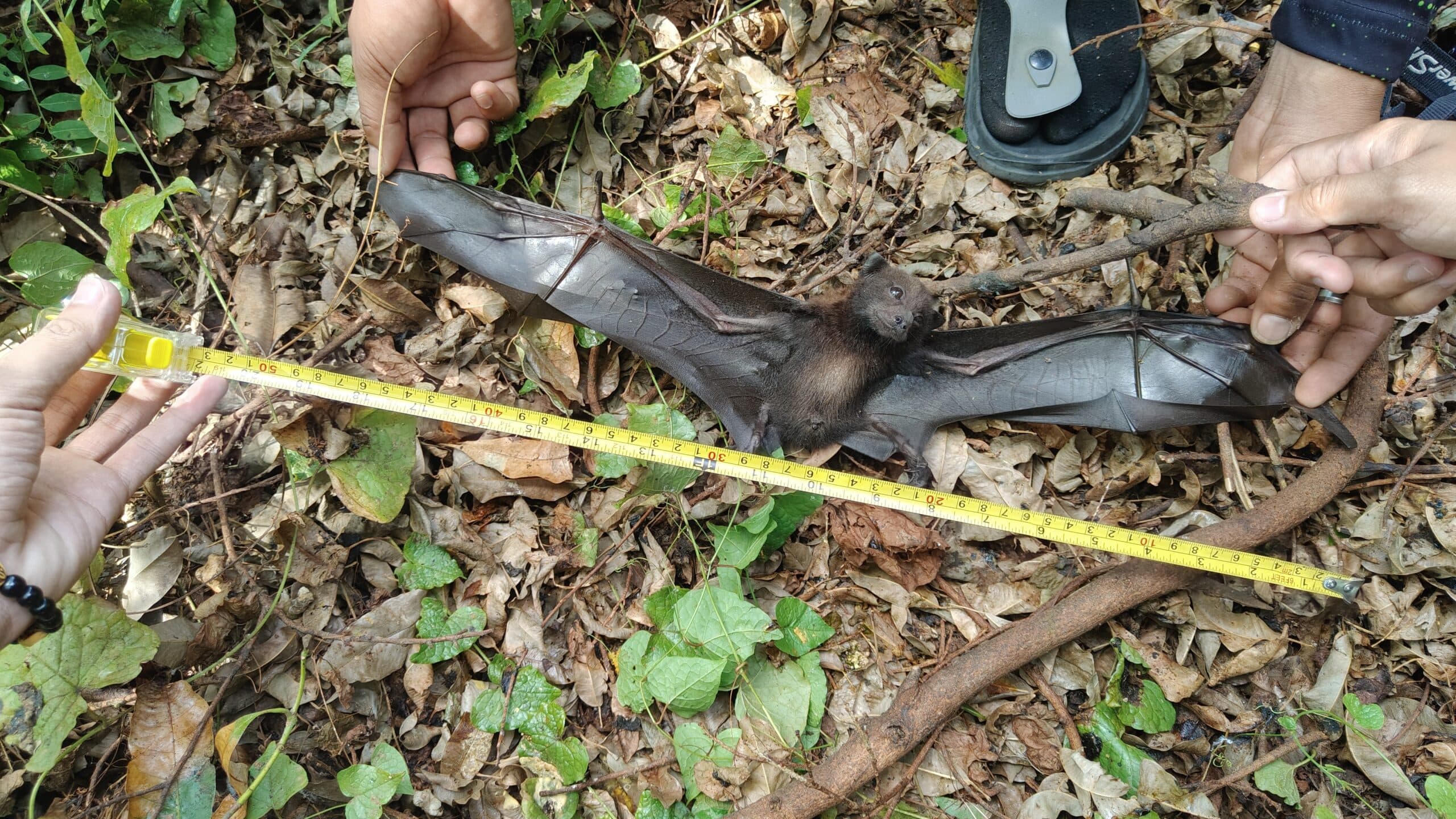 March 2025 Bat Count | Sulu Garden Foundation